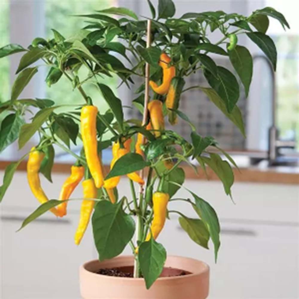 Ardei Iuti Melis Cayenne in Otet, 330 g