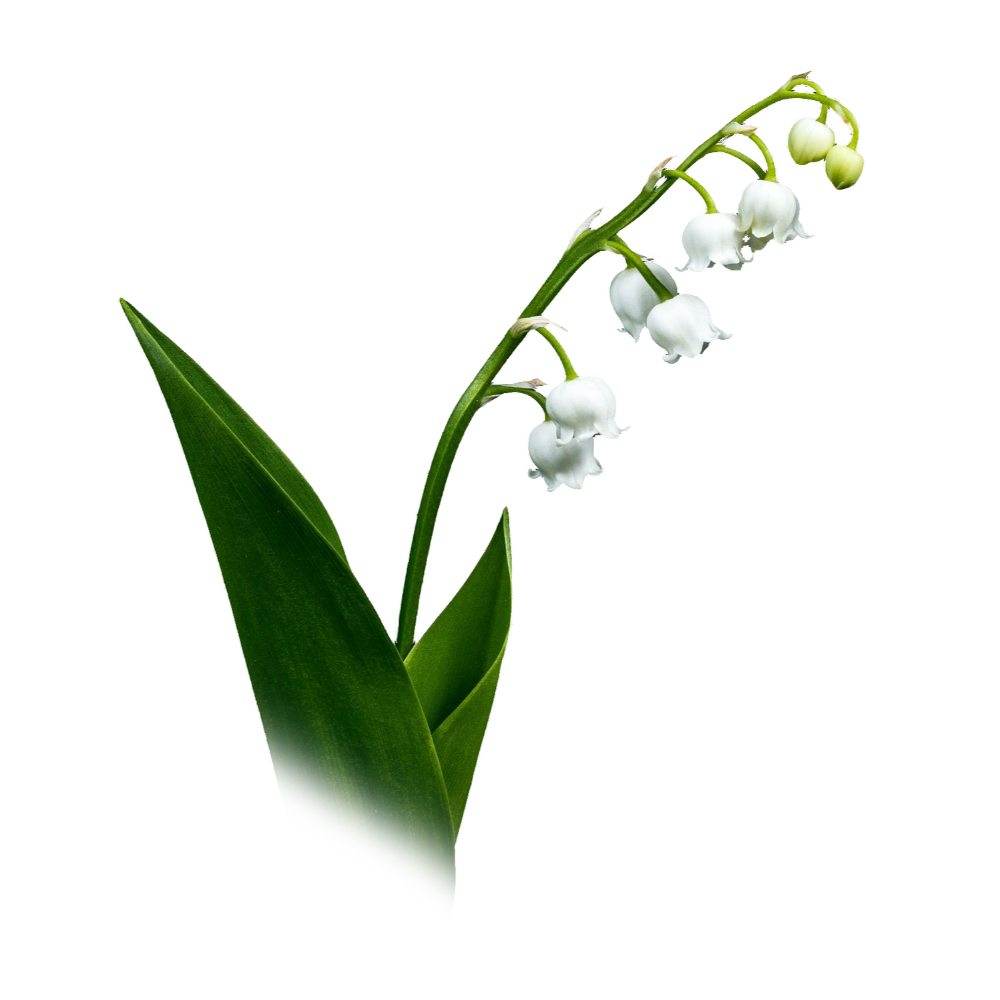 Solutie Curatare Geamuri Ajax 500 ml, Floral Fiesta Green Pistol, cu Pulverizator, Solutie Geamuri, Solutie Ajax pentru Geamuri, Detergent Geamuri, Pulverizator Curatare Geamuri, Solutie de Curatare Geamuri, Solutii Geamuri, Solutii Ajax pentru Geamuri